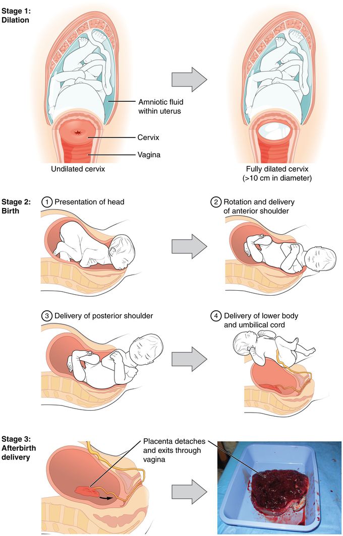 Stages of Normal Vaginal Delivery