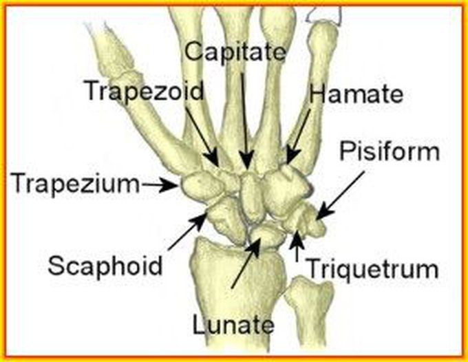 carpal bone mnemonic