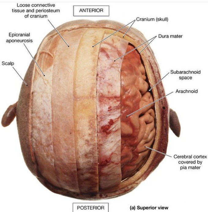 SCALP LAYERS