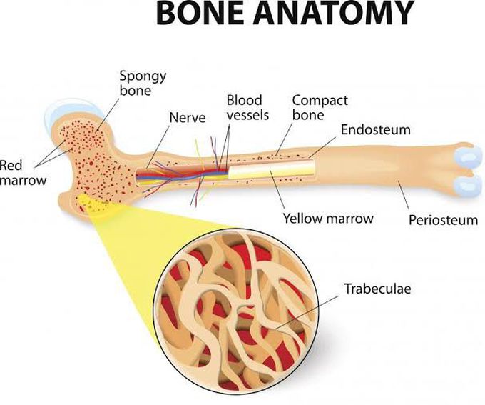Anatomy