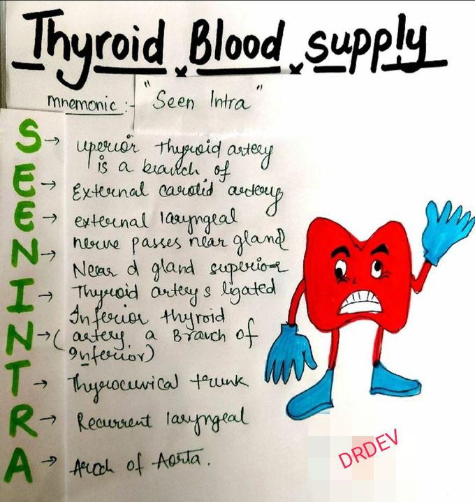 Thyroid blood supply