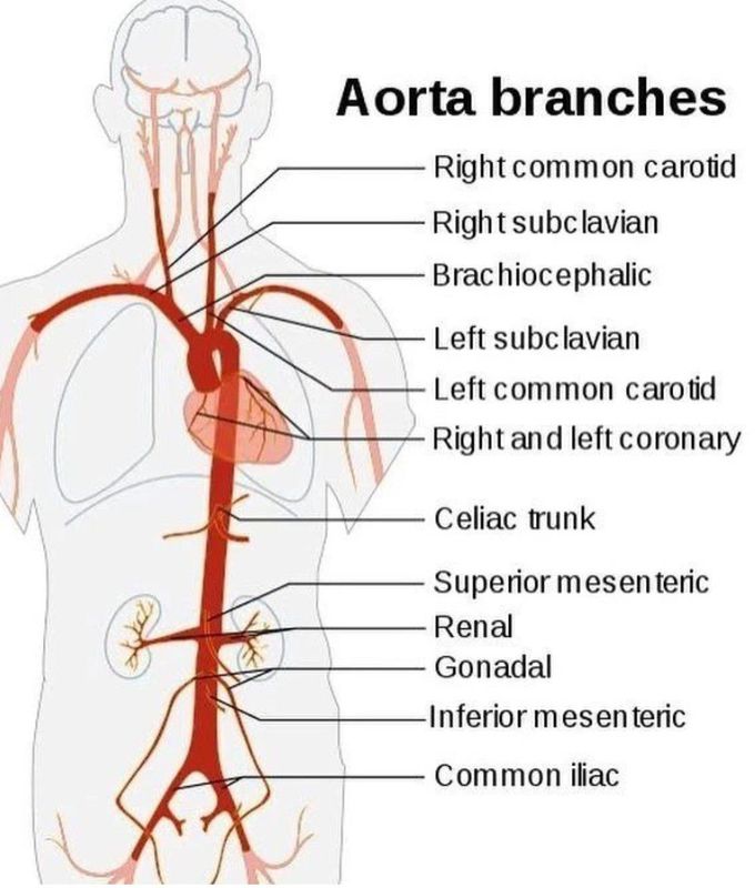 Branches of Aorta