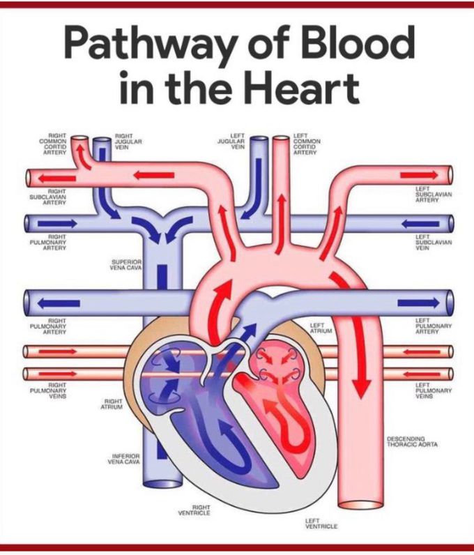 Pathway of blood in the heart
