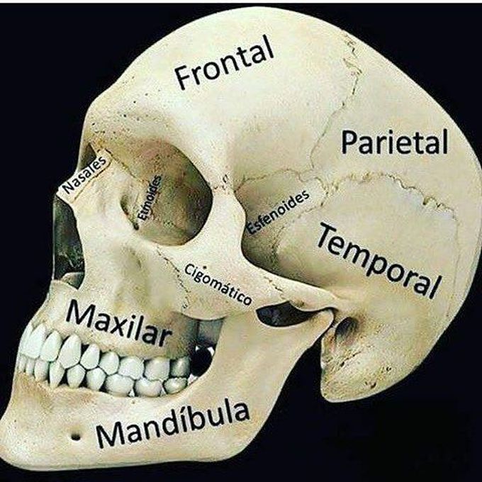 Skull bone