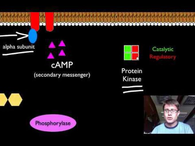 Signal transduction pathway-pharmacodynamics