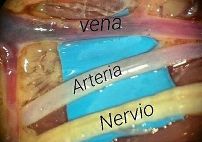 Vena-arteria-nervio