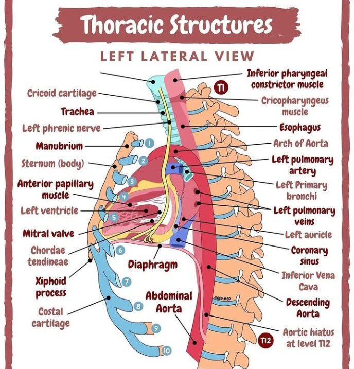 lateral view chest anatomy esophagus