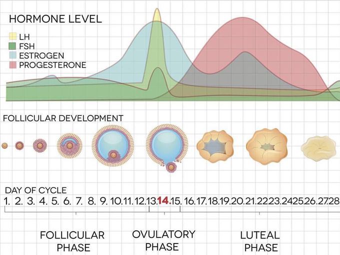 hormonal-changes-during-the-menstrual-cycle-medizzy