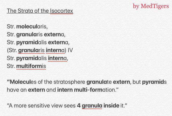 The Strata of the Isocortex