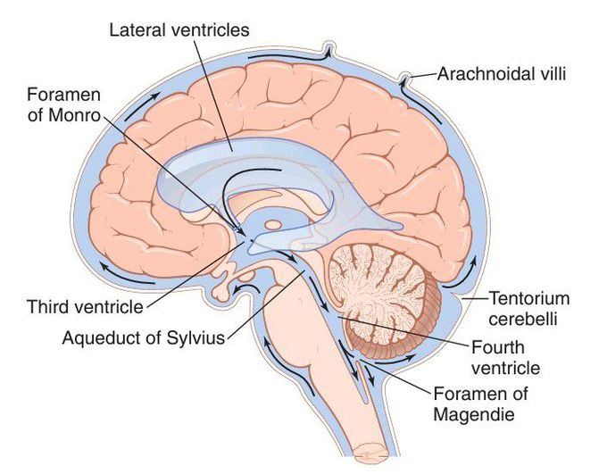 Cerebrospinal fluid