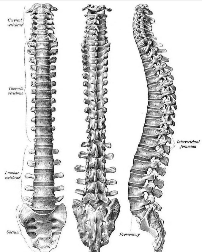 The Vertebral column..