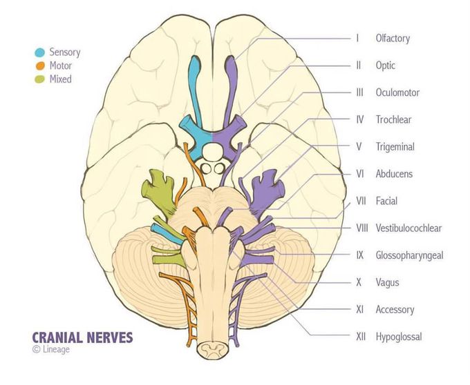 Cranial Nerves