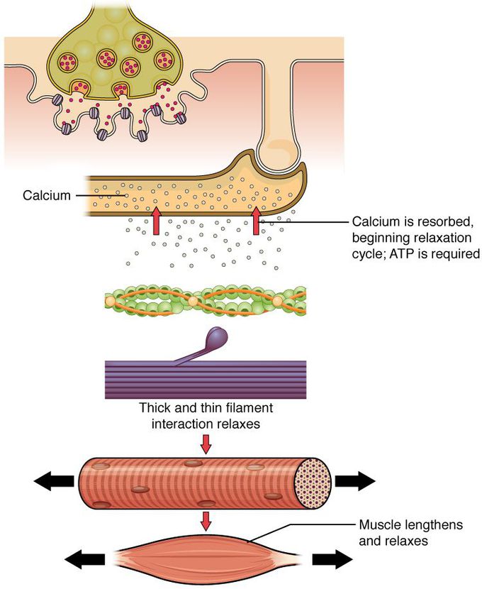  sliding filament theory medizzy