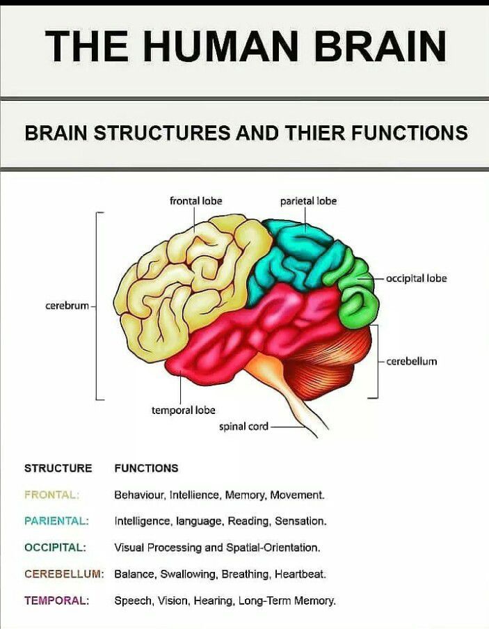 Human Brain - MEDizzy