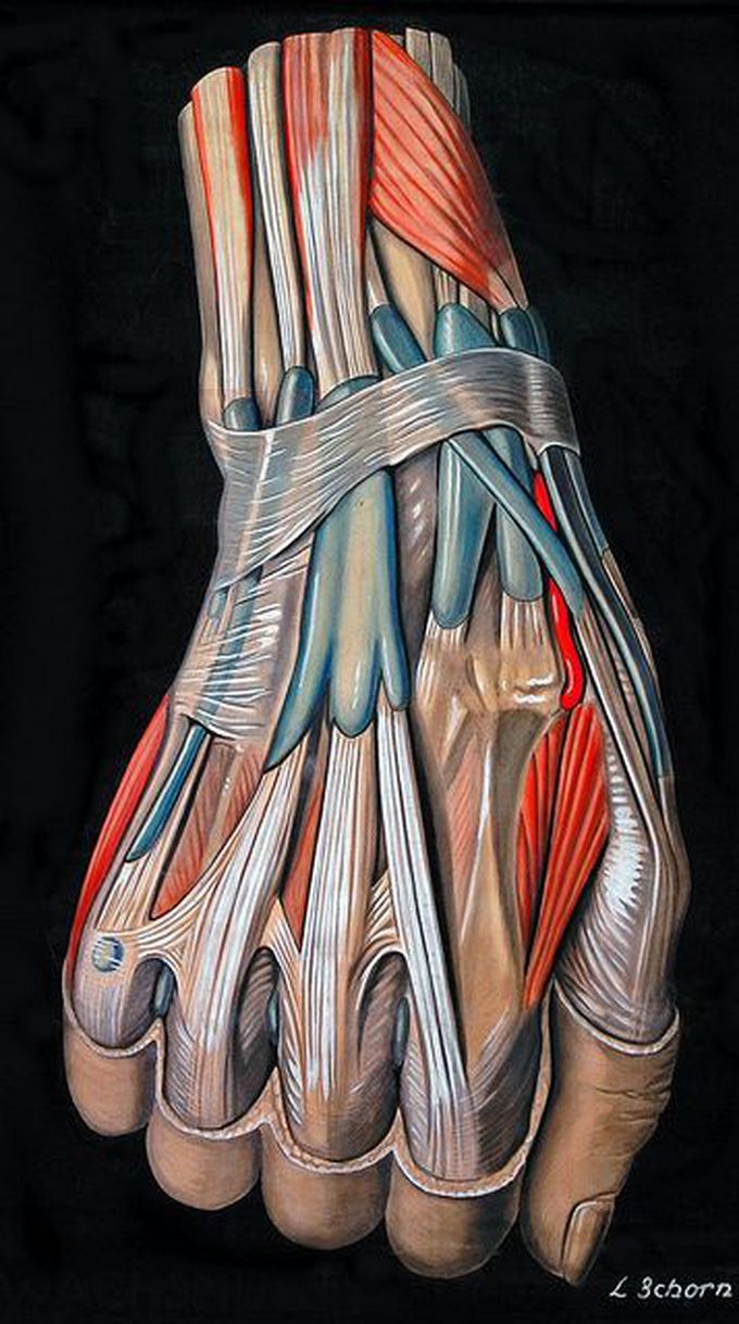 Hand Anatomy Drawing