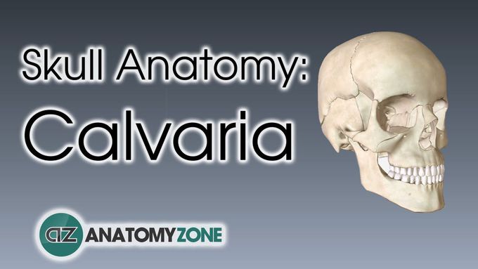 Bones of the Calvaria  | Skull Anatomy