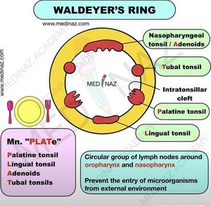 Waldeyers Ring Diagram Sore Throat 102: Waldeyer's Ring And Defending