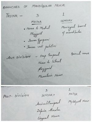 Branches of the Mandibular Nerve - MEDizzy