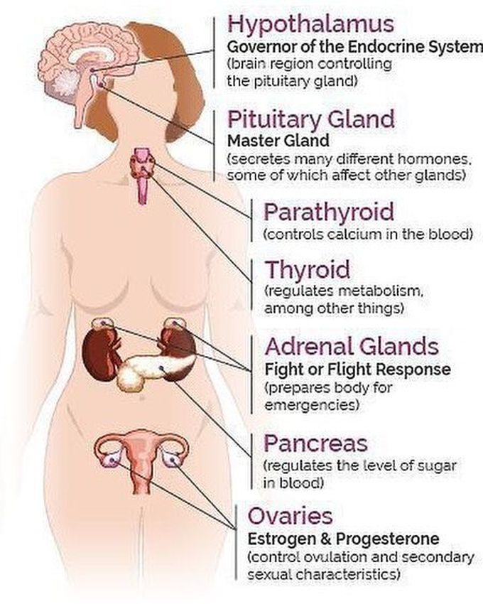 Hypothalamus