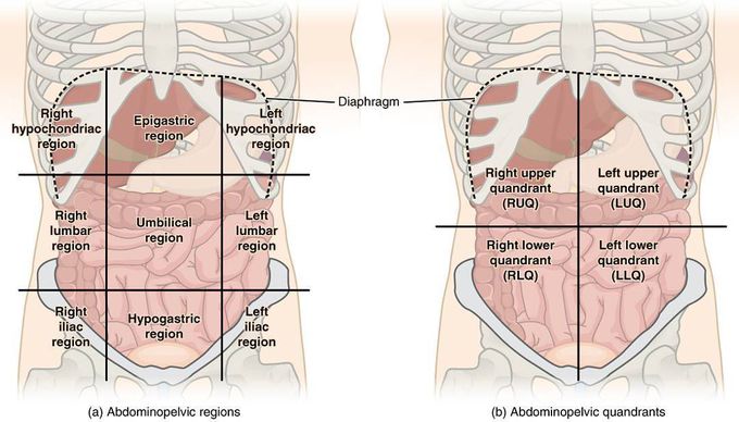 Abdominal Quadrants