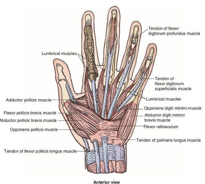 Hand Anatomy - MEDizzy