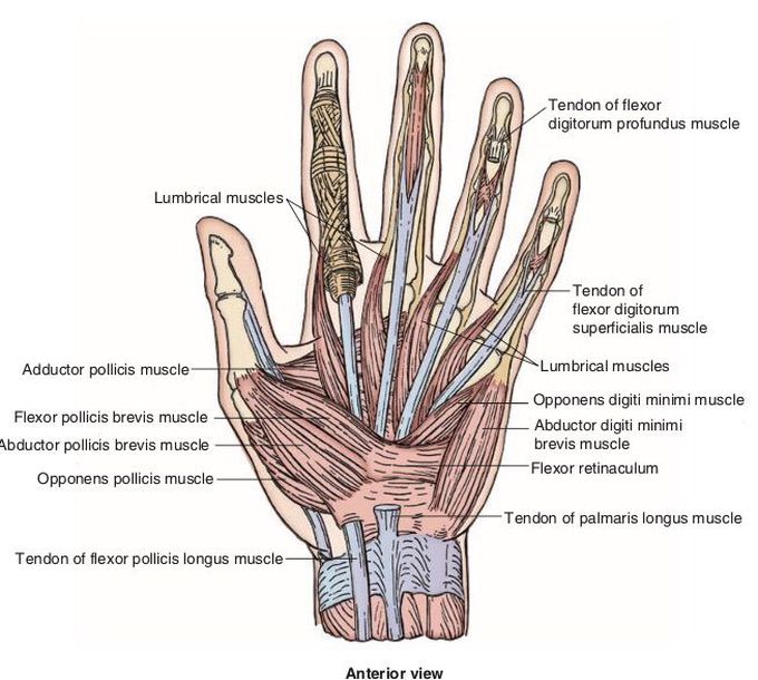 Hand Anatomy