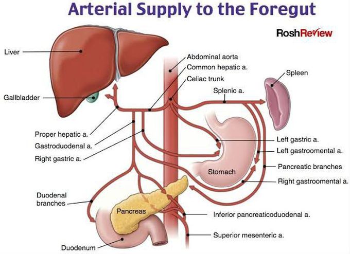 Arterial Supply to the foregut