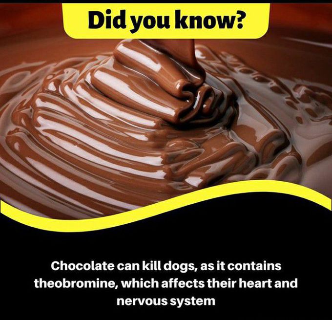 🍫❌➡️🐕🧬