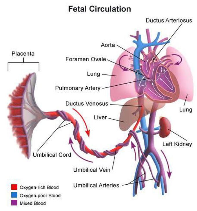 Fetal Circulation