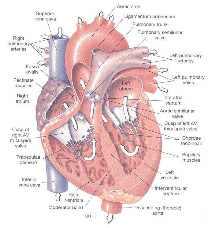 Heart Diagram