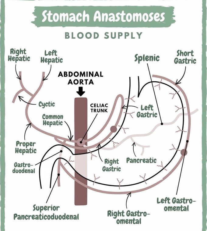 Stomach anastomoses