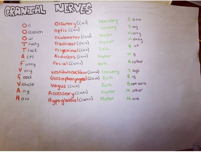 Cranial nerves