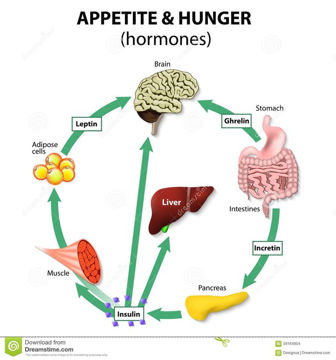 Hunger Hormones