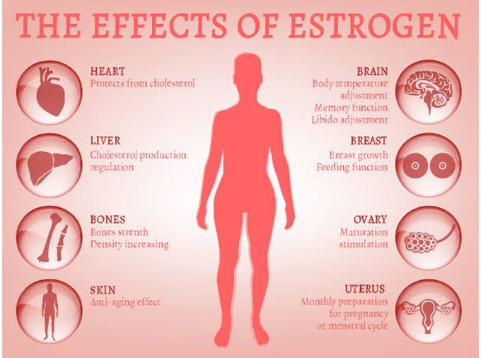 Effects of Estrogen