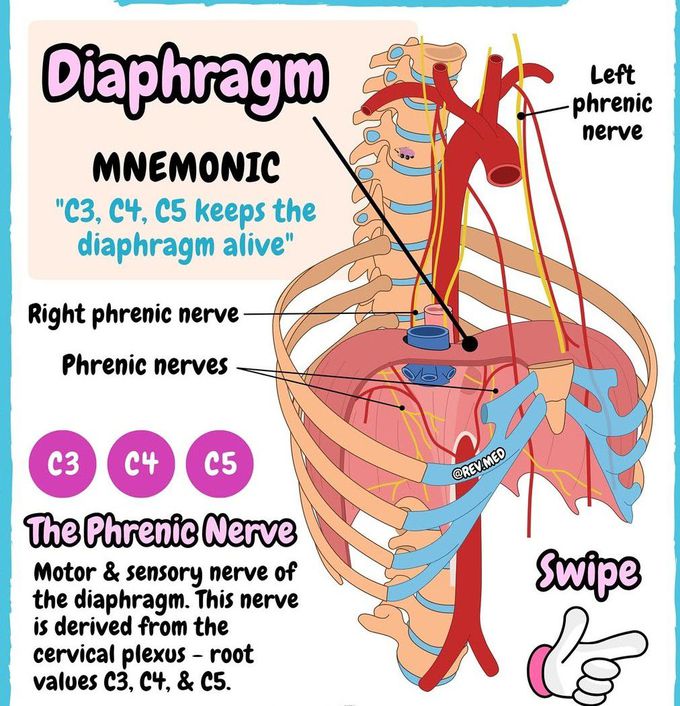 Diaphragm I