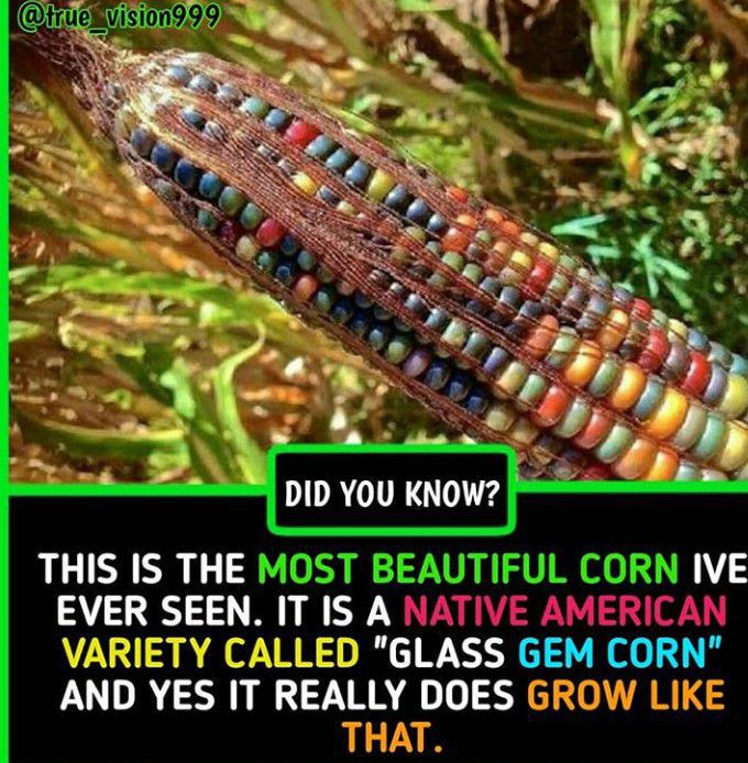 Corn dna replication