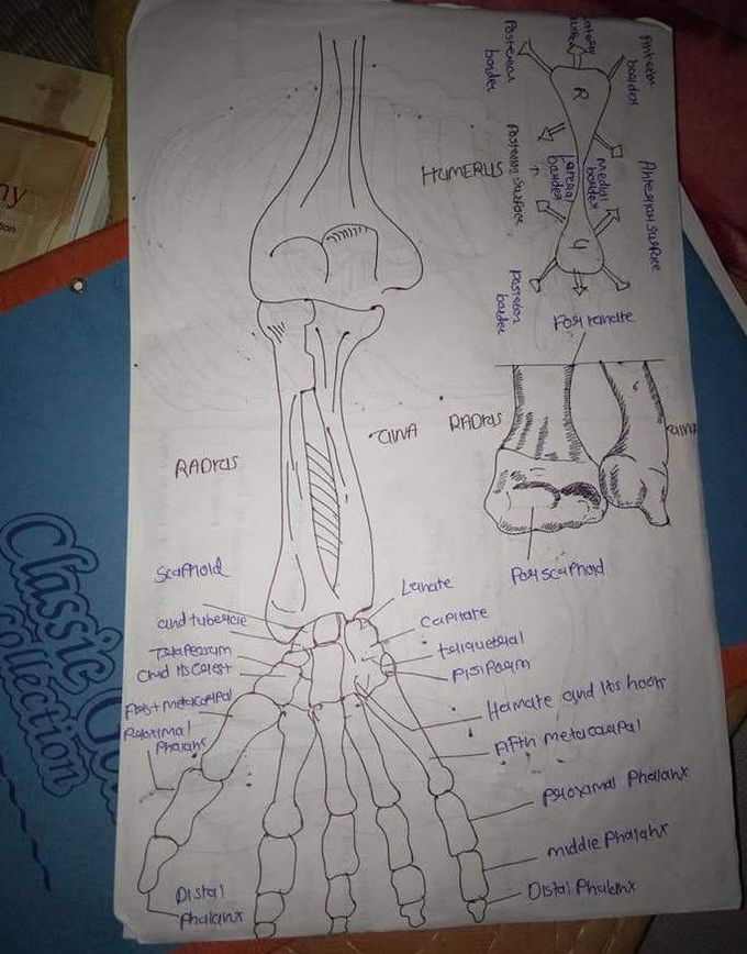 Hand Anatomy