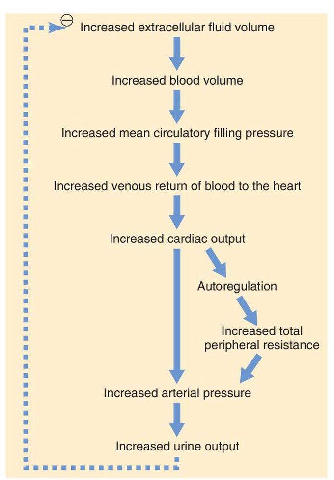 Increased arterial pressure