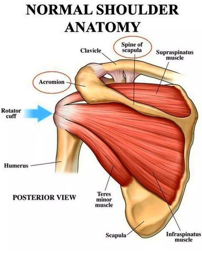 Normal Shoulder Anatomy