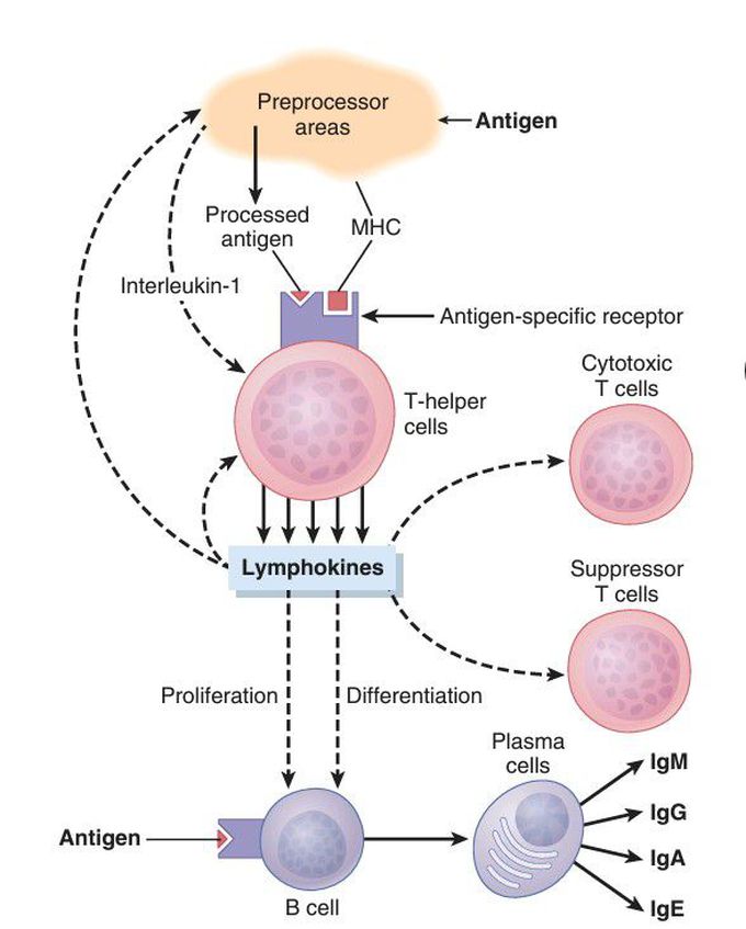 Regulation of the immune system