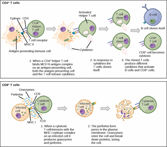 T cell Activation