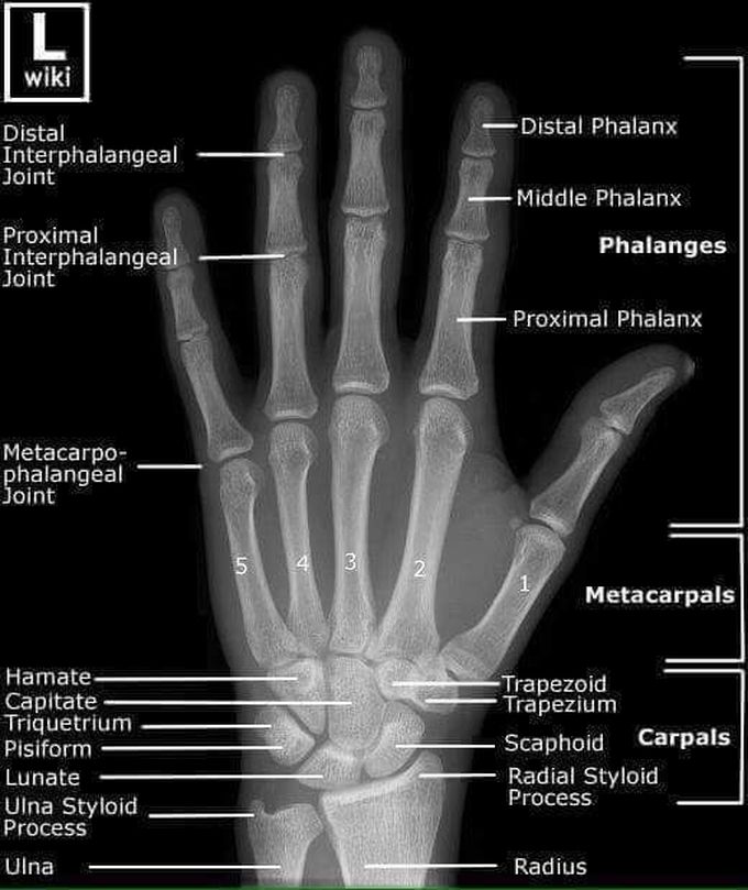 Radiology