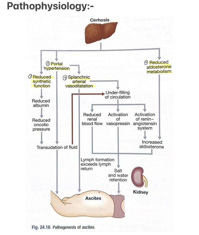 Ascites II