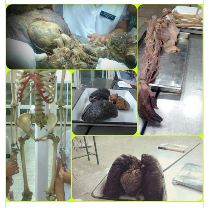 Anatomy lab