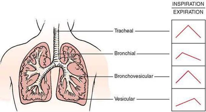 Normal Breath Sounds