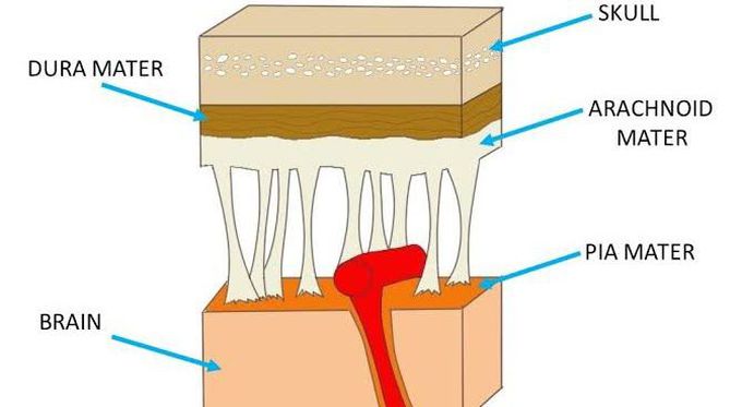 MENINGITIS