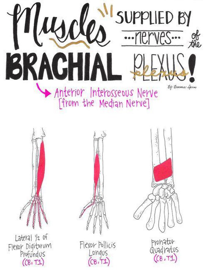 Anterior Interosseous Nerve supply