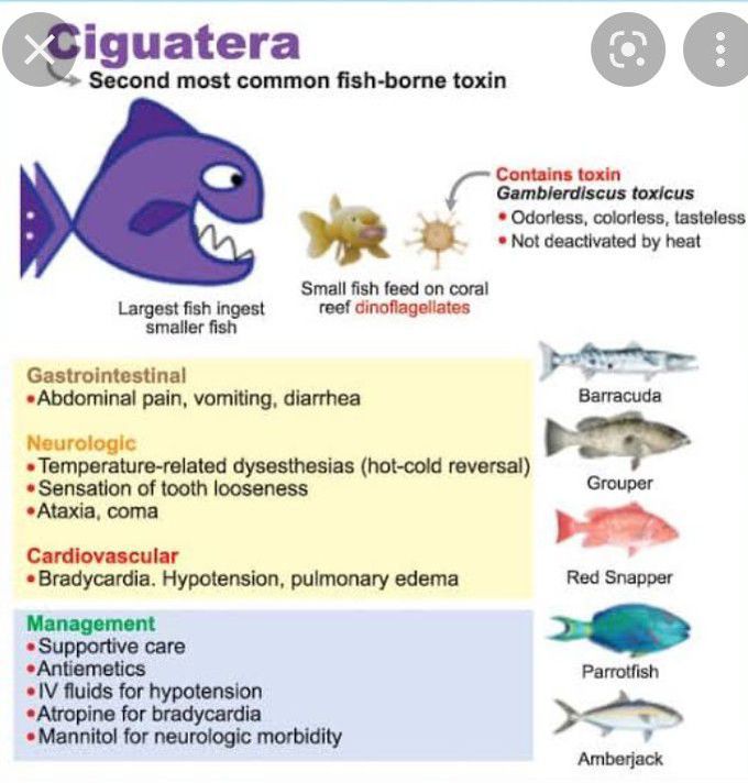 Ciguatera (Fish Poisoning)
