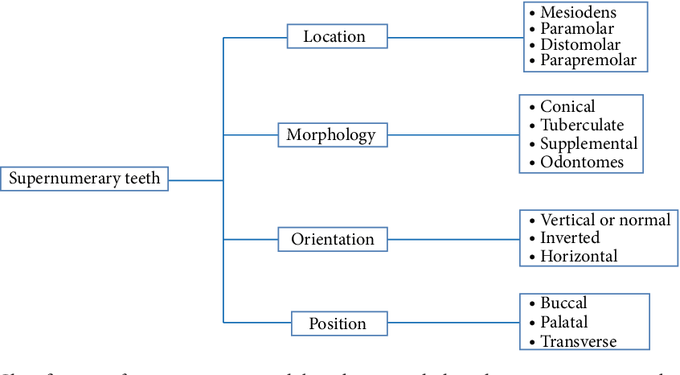 Types of supernumerary teeth