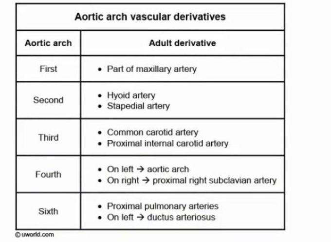 Aortic arch vascular derivatives